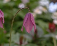 Meconopsis x cookei Old Rose